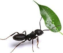 Small Ant