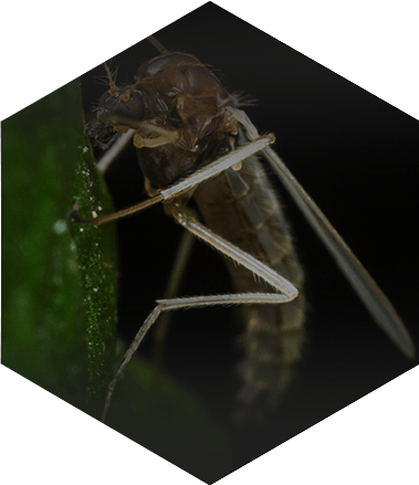 Flies, Gnats and Fruit Flies